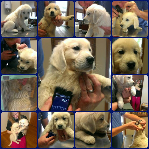 All Dogs Clinic