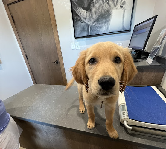All Pets Animal Hospital (Rogers)