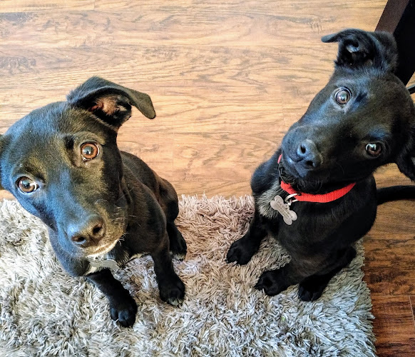 NWA Humane Society for Animals, Inc.