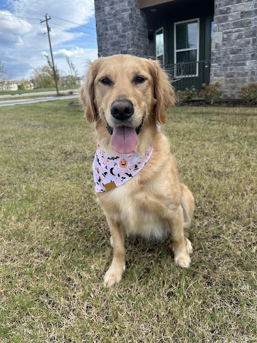 PetSmart Grooming
