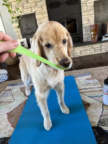Pleasant Ridge Dog Boarding & Grooming