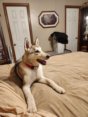 Rogers City Animal Services