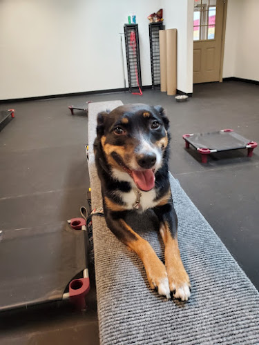 Sit Means Sit Dog Training - Northwest Arkansas