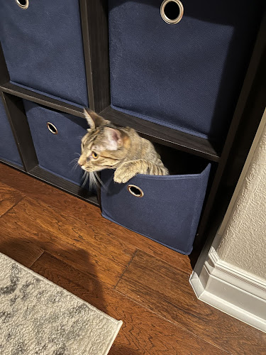 The Cat Clinic of Northwest Arkansas