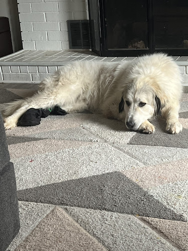 Animal Urgent Care of Bentonville