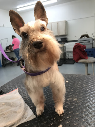Doggie style's grooming and boarding