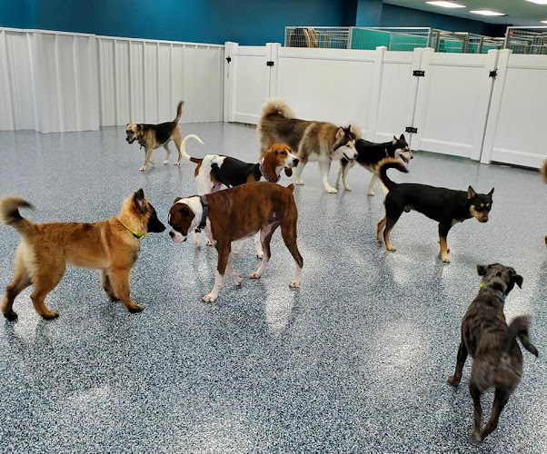 Hounds Hideaway Rogers