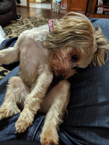 Marlene's Pet Spa