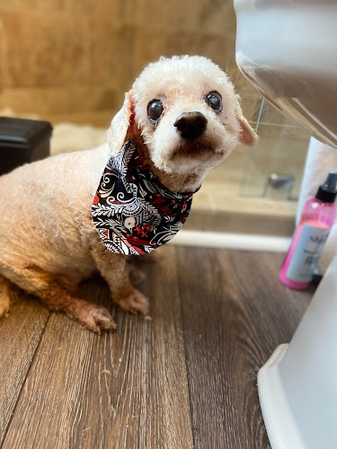 Brandy's In Home Dog Grooming