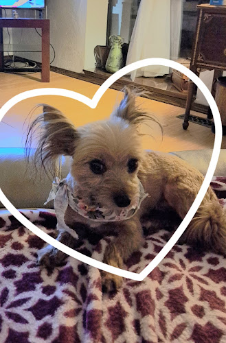 Scruffy 2 Fluffy Dog Grooming
