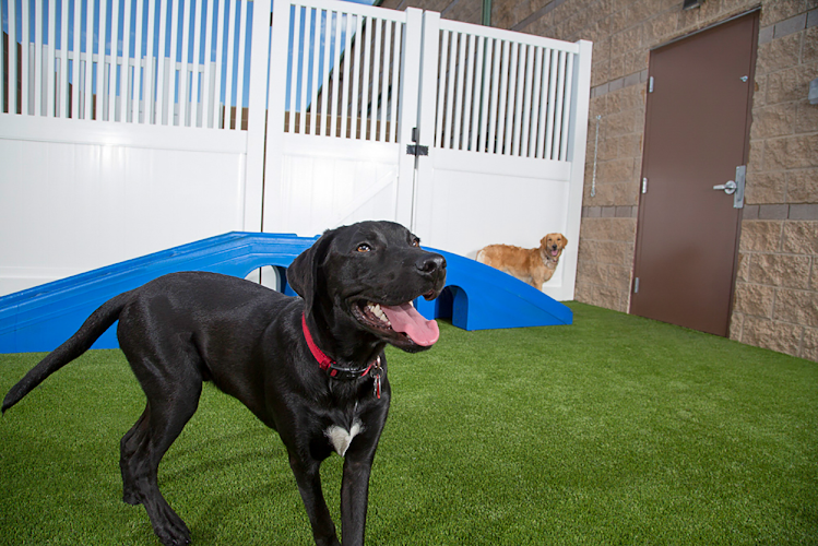 Camp Bow Wow Bentonville